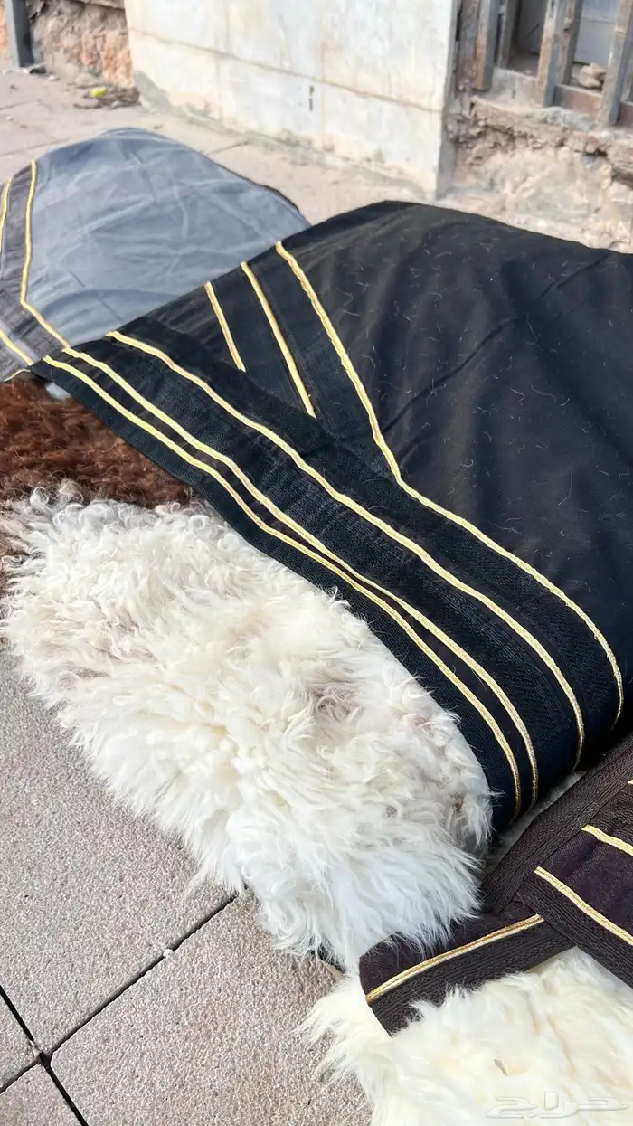 فراوي طفيلي وصديري طفيلي وارنب 2