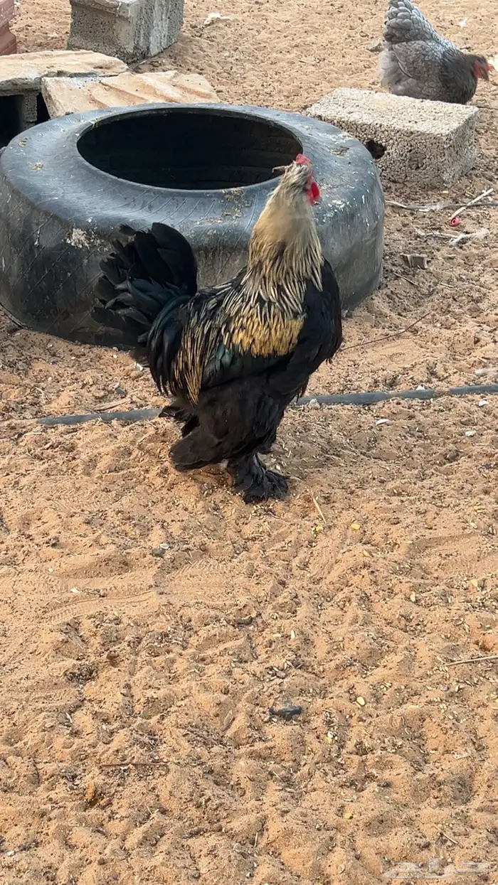 للبيع 3 ديكه براهما 2