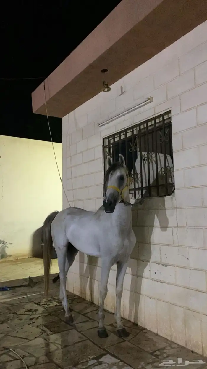 حصان شعبي للبيع 2
