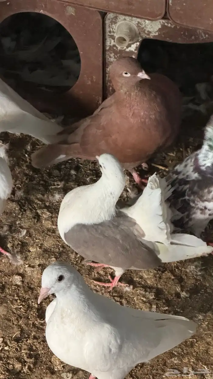 خميس مشيط صناعيه بن هشبل بعد تشليح العاطفي 9