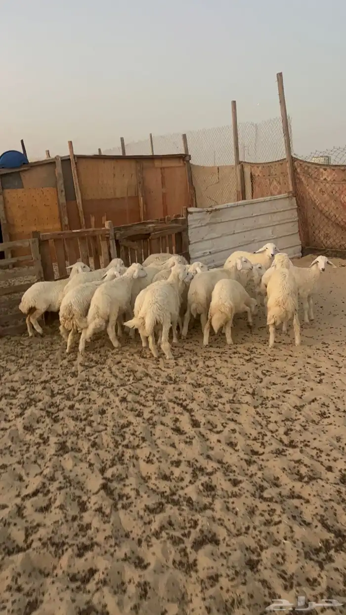 20 خروف ورخل 5