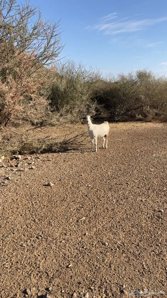 عنز سنها قرح شباب 0