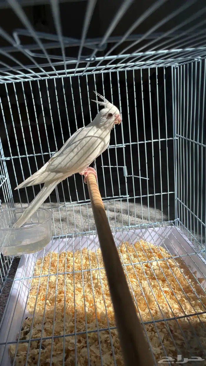 ببغاء كروان البينو 3
