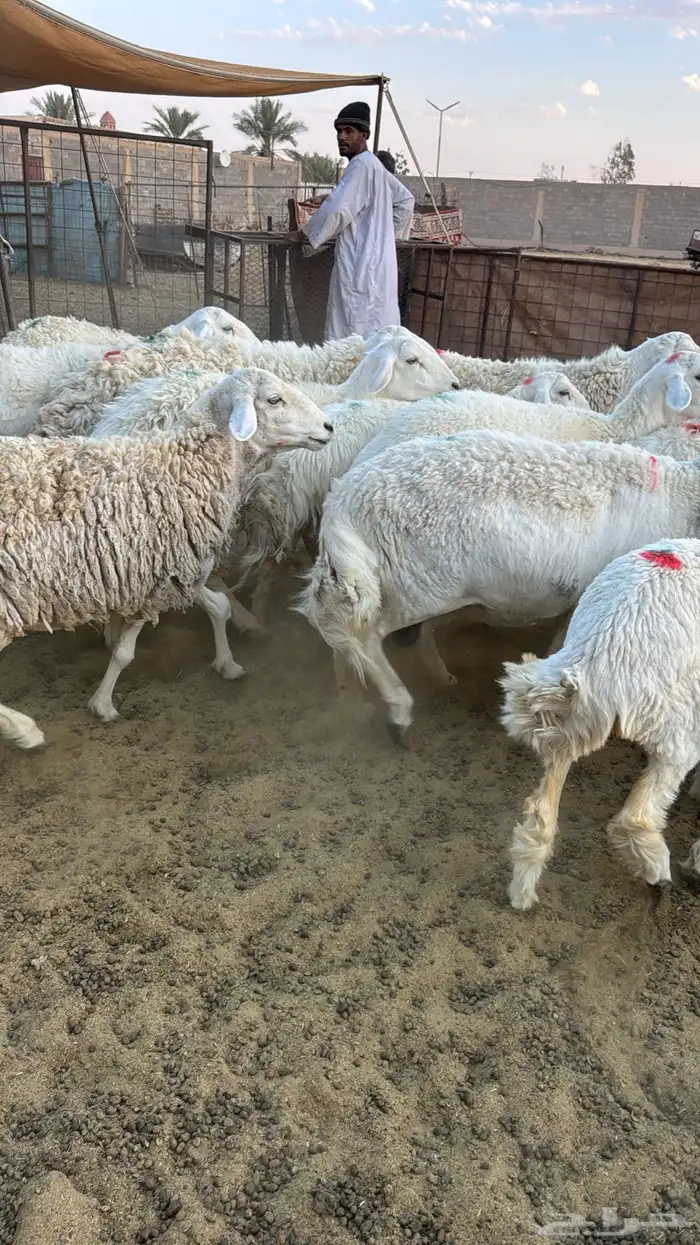 ضان حريات جذعه ثنية رباع اغلب الغنم 3