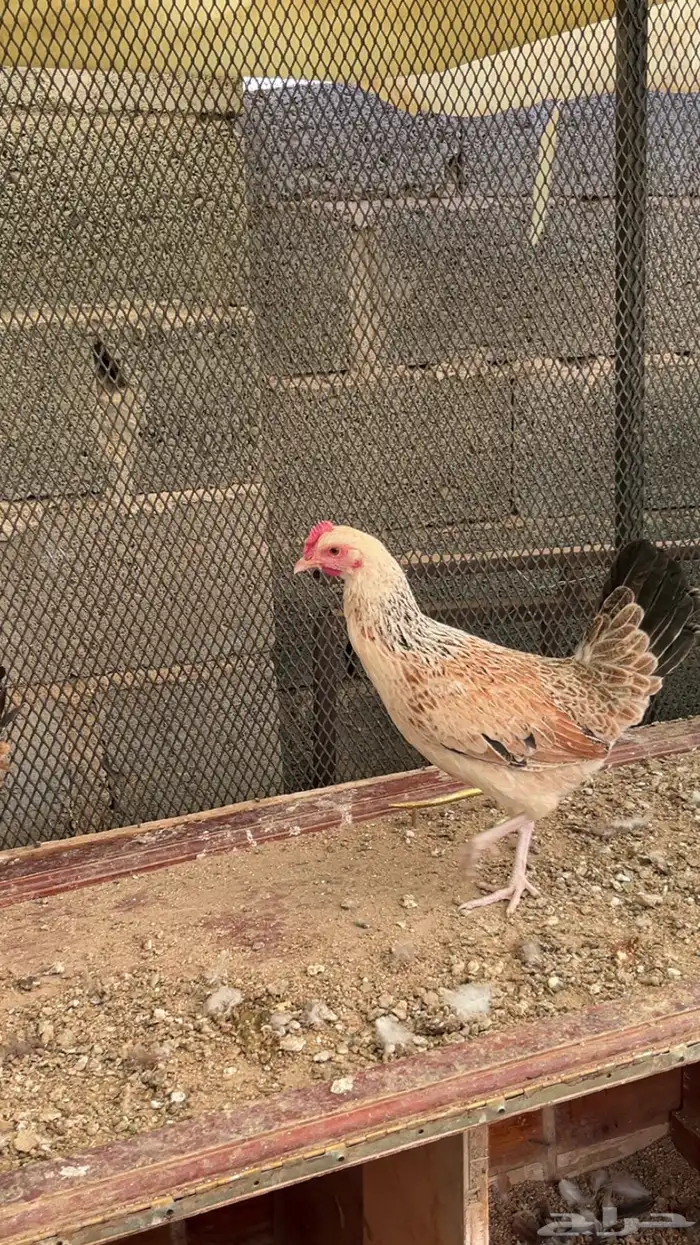 للبيع دجاجتين السودا عربي و البيضاء شوكي 2