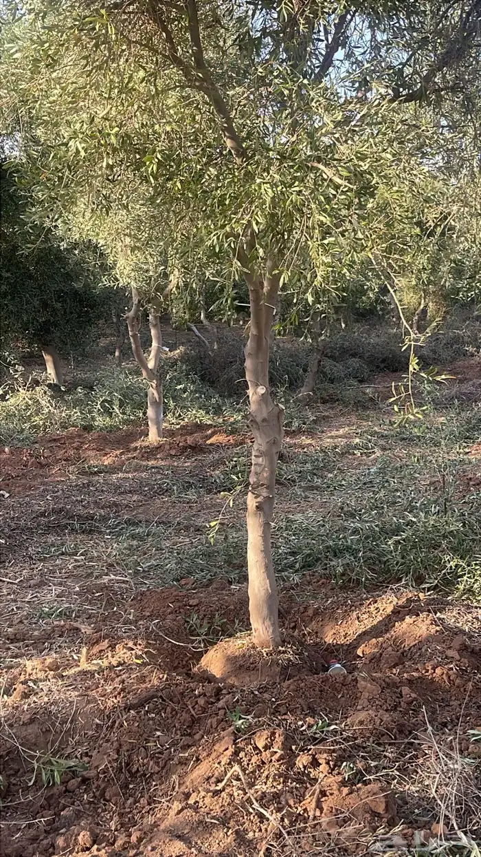 اشجار زيتون 5