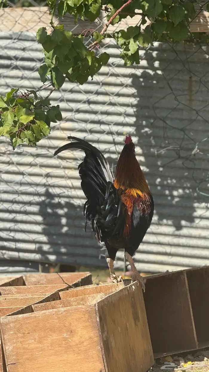 ديك عربي ترثه 6