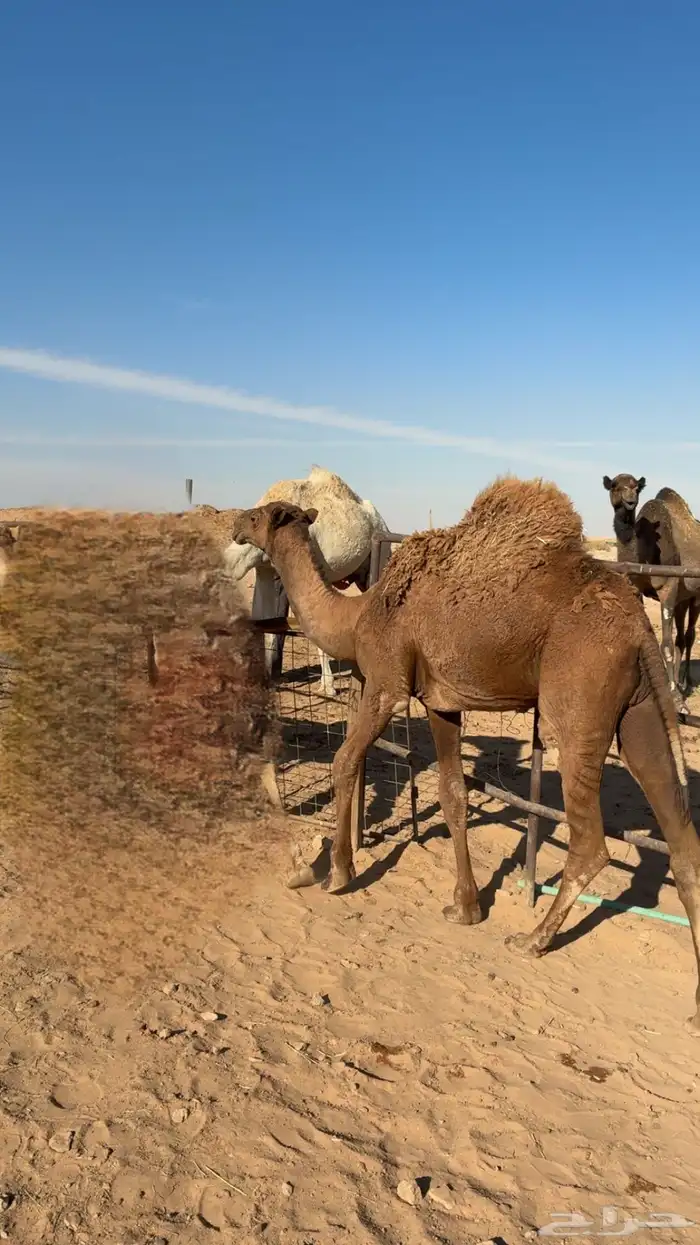 حاشي لباني 0