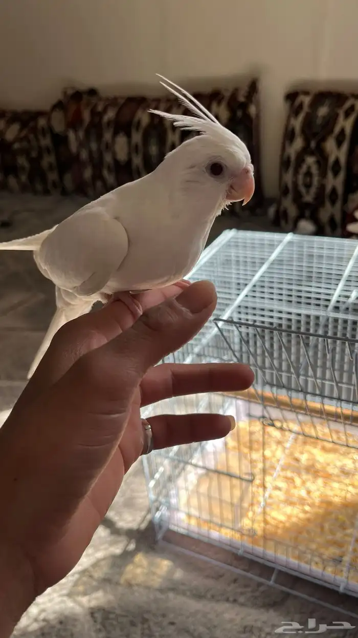 ببغاء كروان البينو 0