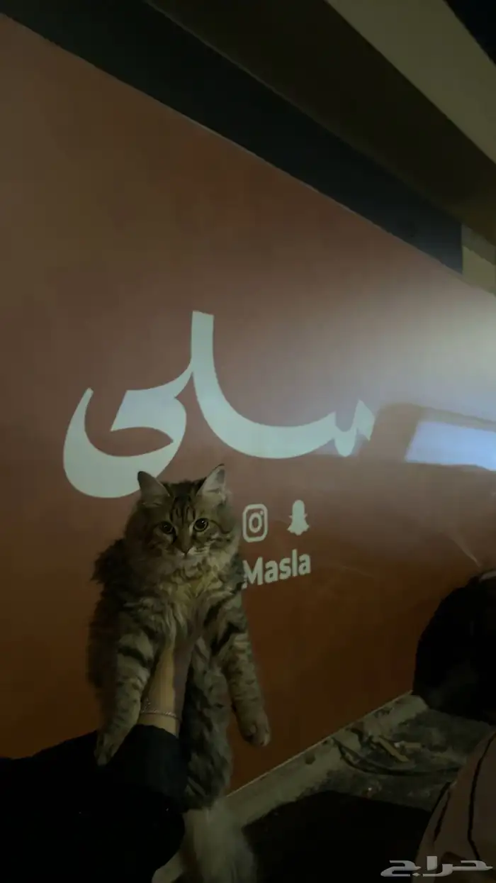 قطه للتبني 1