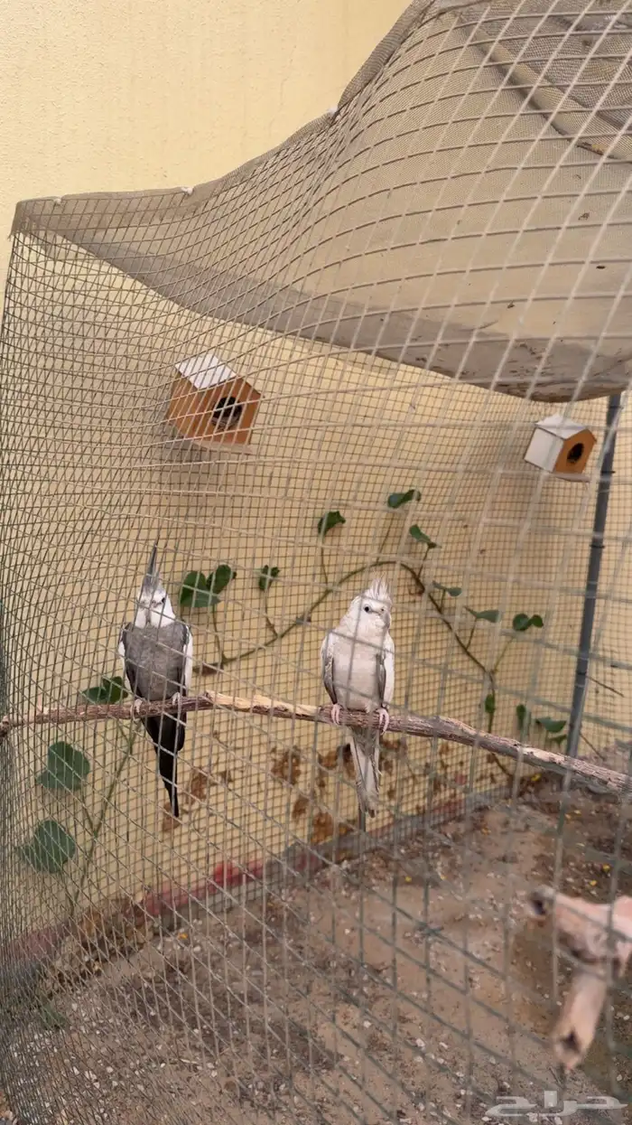 زوج كروان هولندي منتج 1