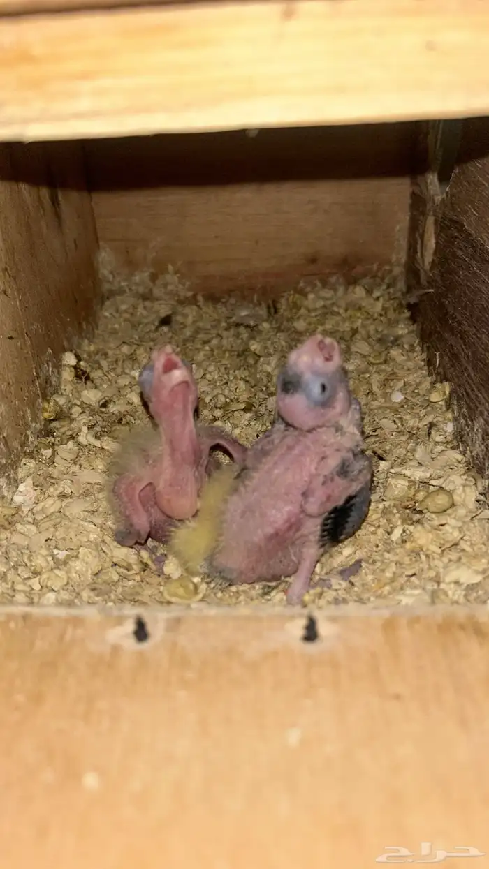 فروخ كروان 1