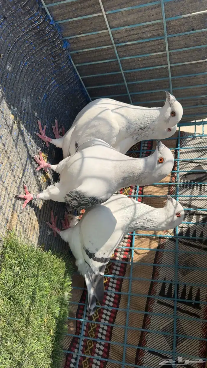 زاجل ايس ثلاث حبات ايس وحبه شذري 0