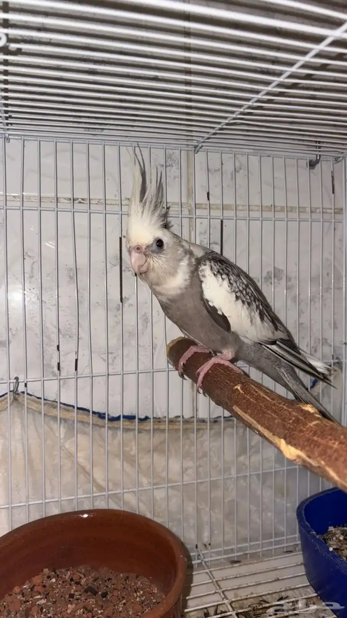 زوج كروان هولندي   البينو مع فروخه 0