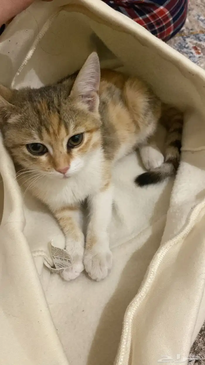 قطه هجين سكوتش شورت هير وبلدي صغيره عمرها شهرين حنونه مره 0