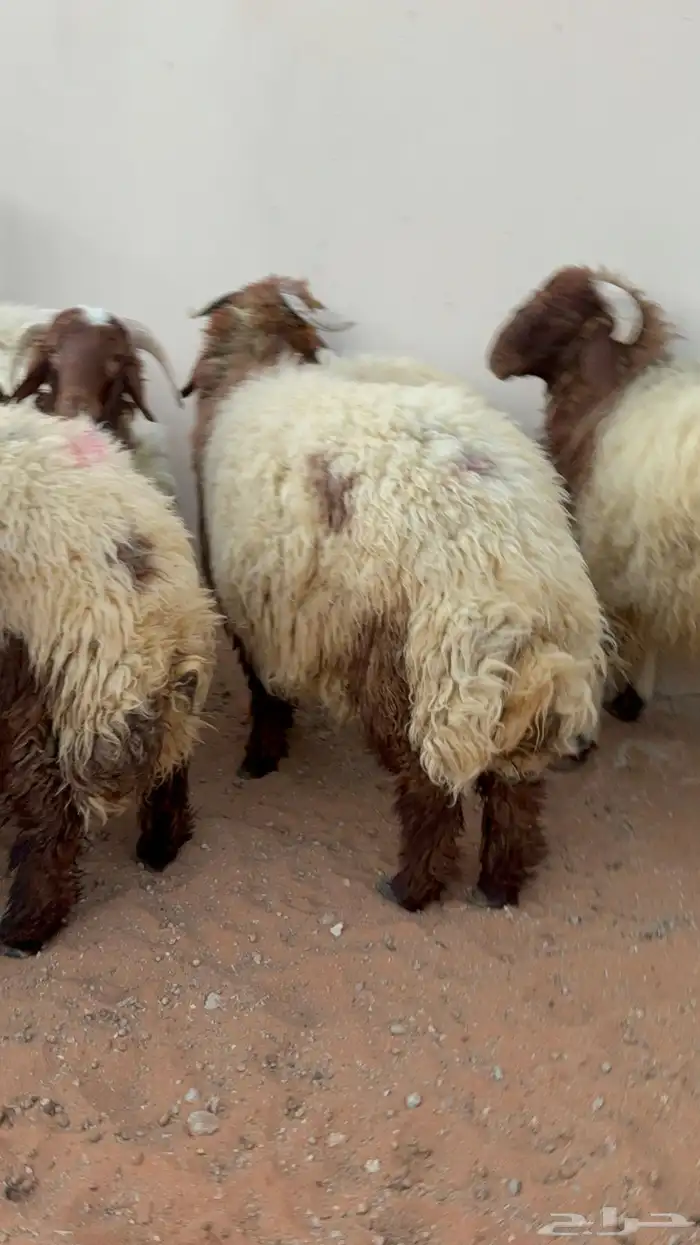 10 خرفان جذعان نعيمي فل شحم 0