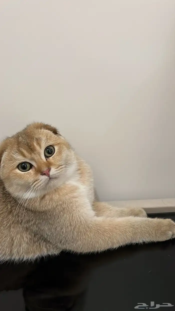 قط سكوتش فولد قولد 0