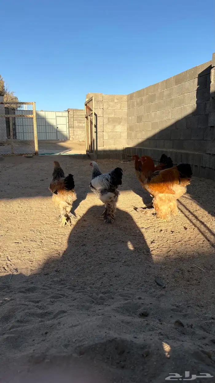 دجاج براهما 4