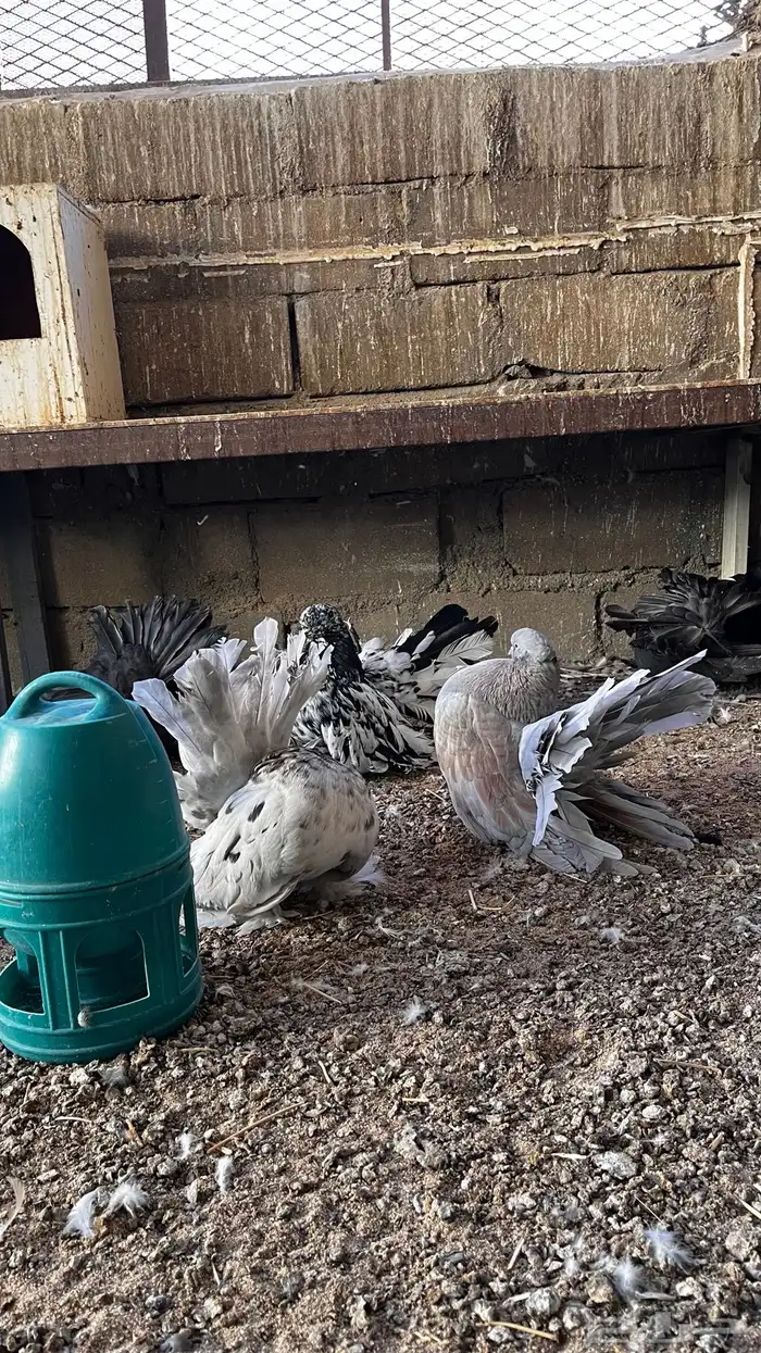 حمام أمريكي 3