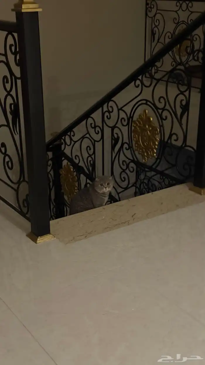 قط ضايع بالدمام حي النزهة 2