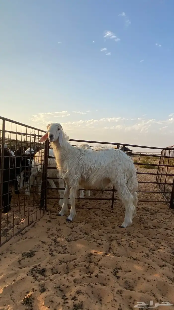 خاروف مشروع فحل العمر 8 شهور 2