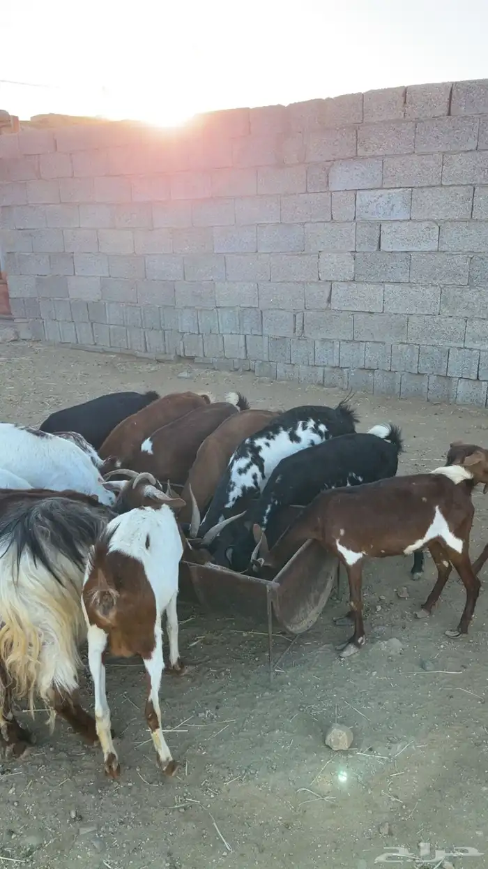 معزا ولد كفو 2