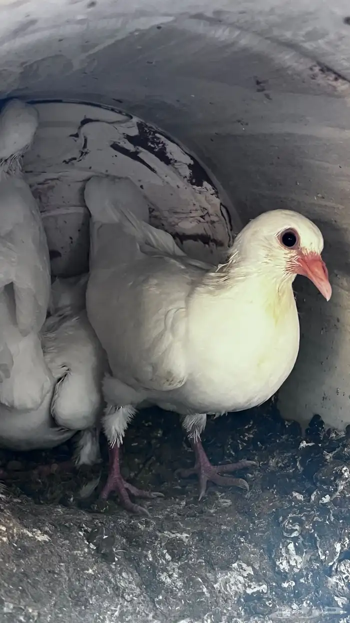 فروخ زغاليل 4