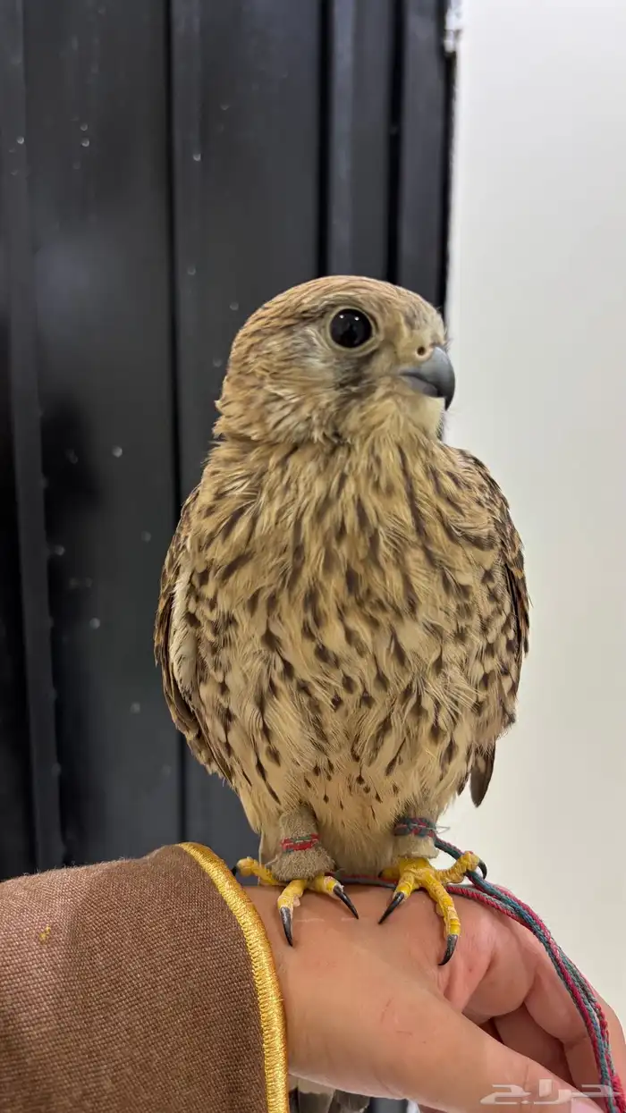 باشك او شبوط اليف 1