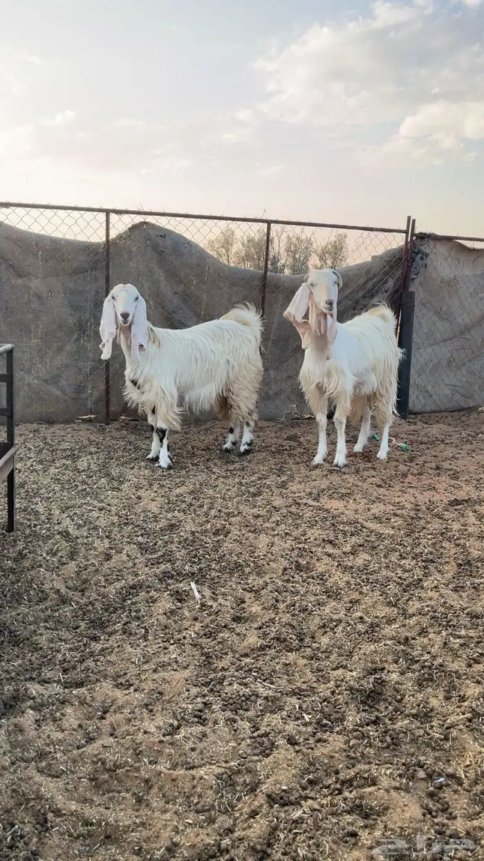 للبيع معزا 5