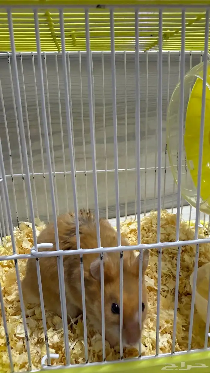 هامستر ذكر بعمر شهرين ونص 2