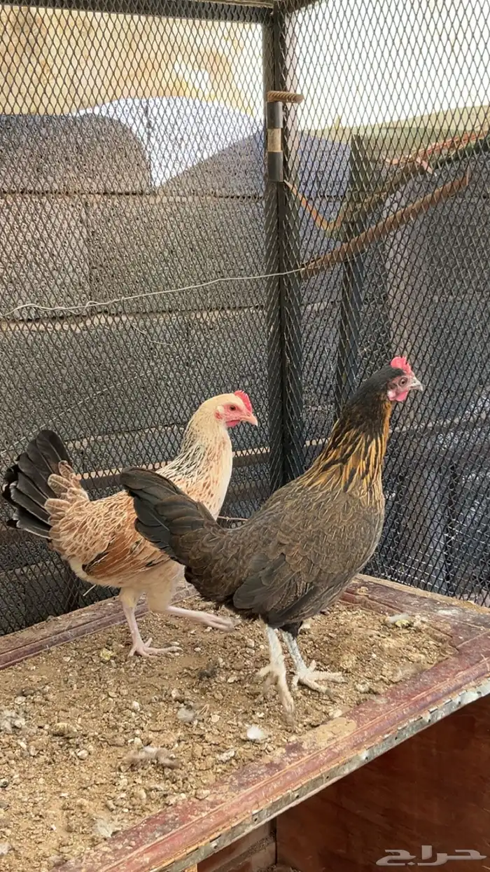 للبيع دجاجتين السودا عربي و البيضاء شوكي 0