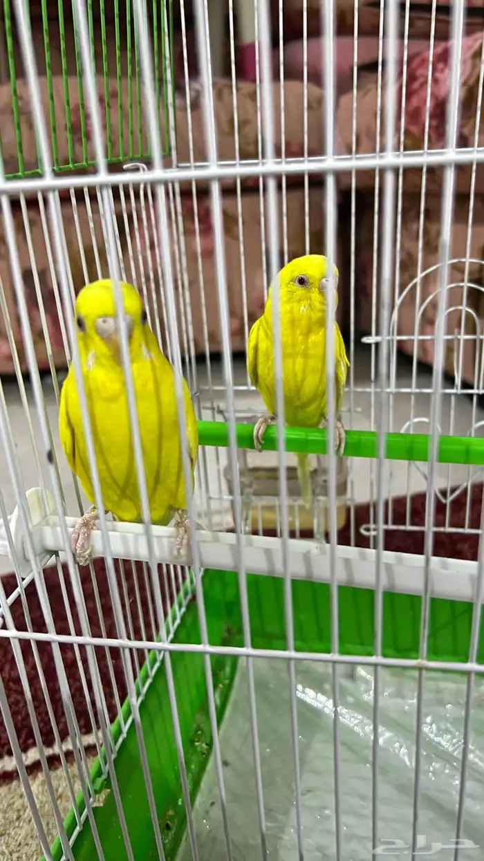 عصفور بادجي 2