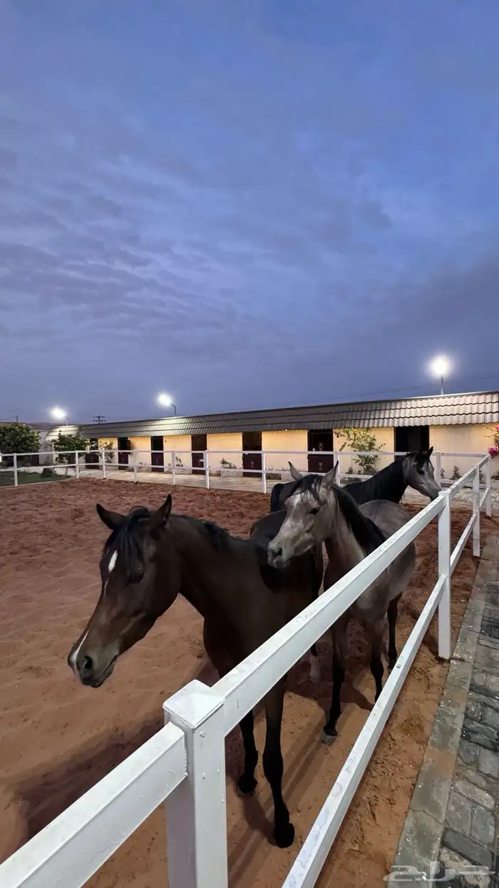 استراحة ومربط ( ديراب ) 0