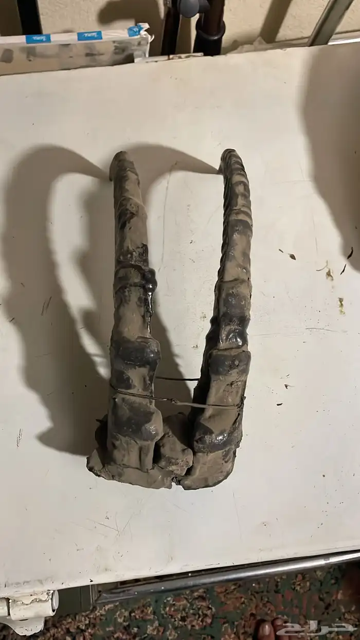 قرون وعل طبيعي 5