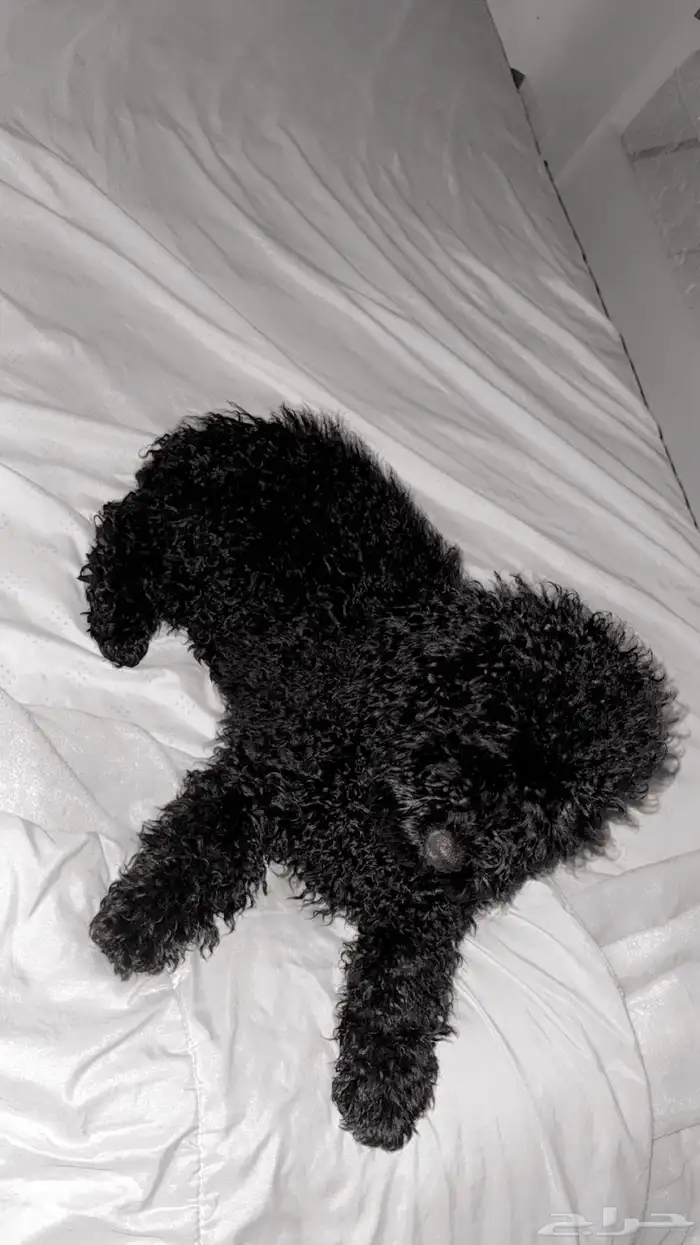 بودل توي ذكر للبيع 2