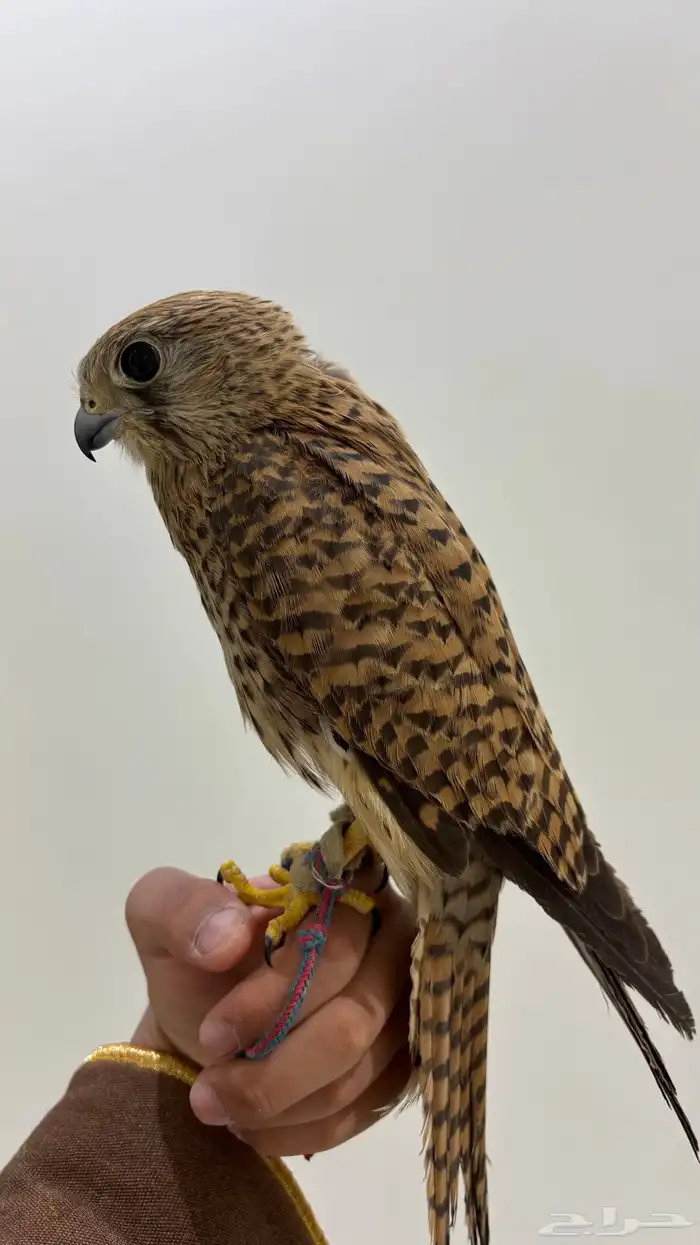 باشك او شبوط اليف 5