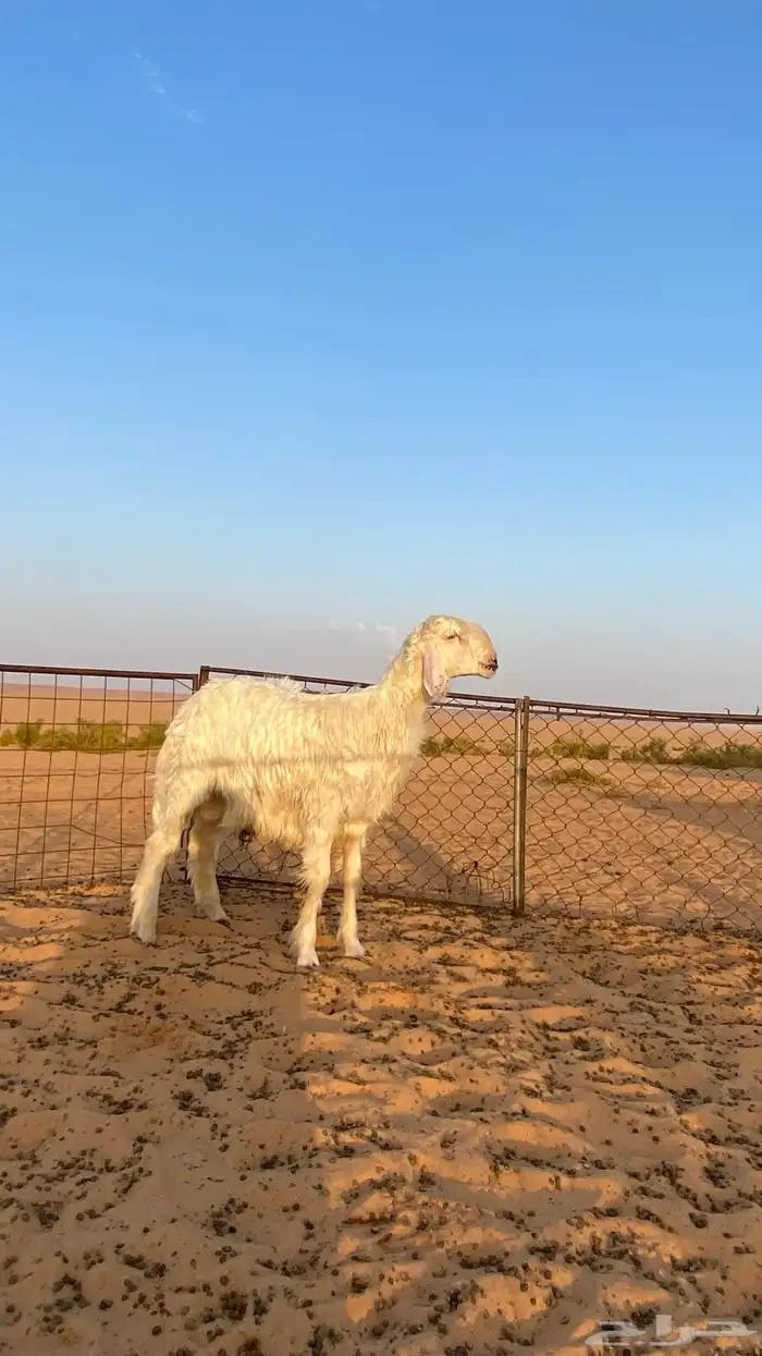 خاروف مشروع فحل العمر 8 شهور 3