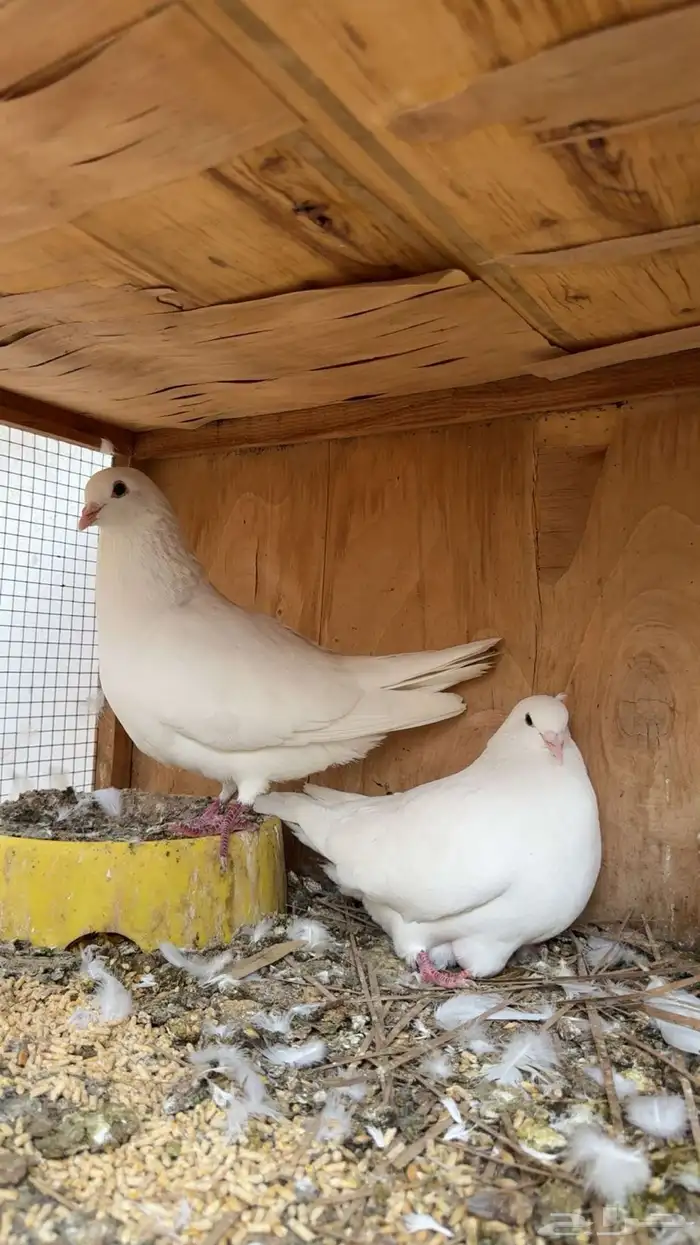 حمام لواح على الشرط منتج 0