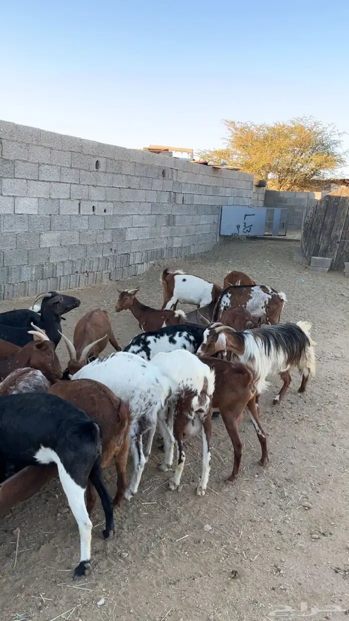 معزا ولد كفو 0