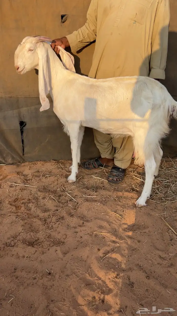 عنز متوم تحتها تيس وعناق 1