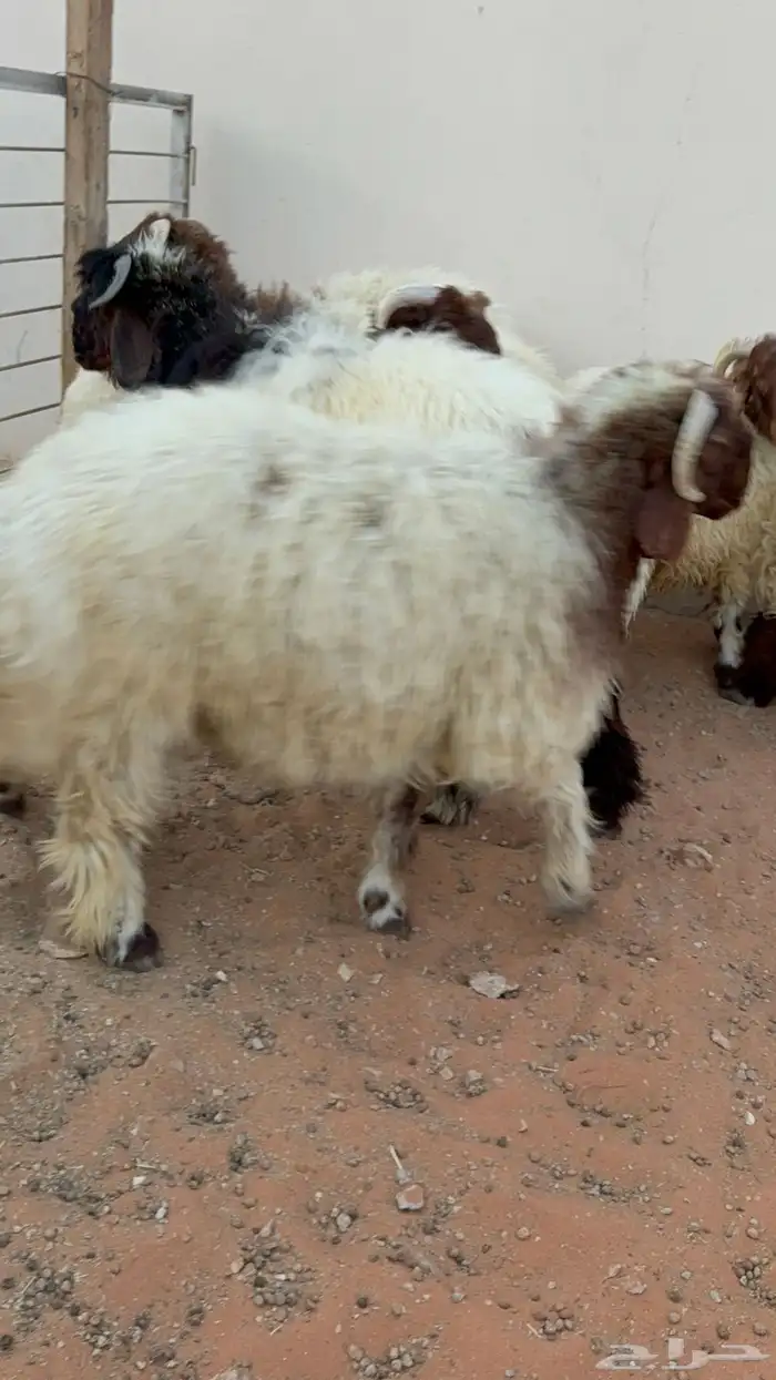 10 خرفان جذعان نعيمي فل شحم 5