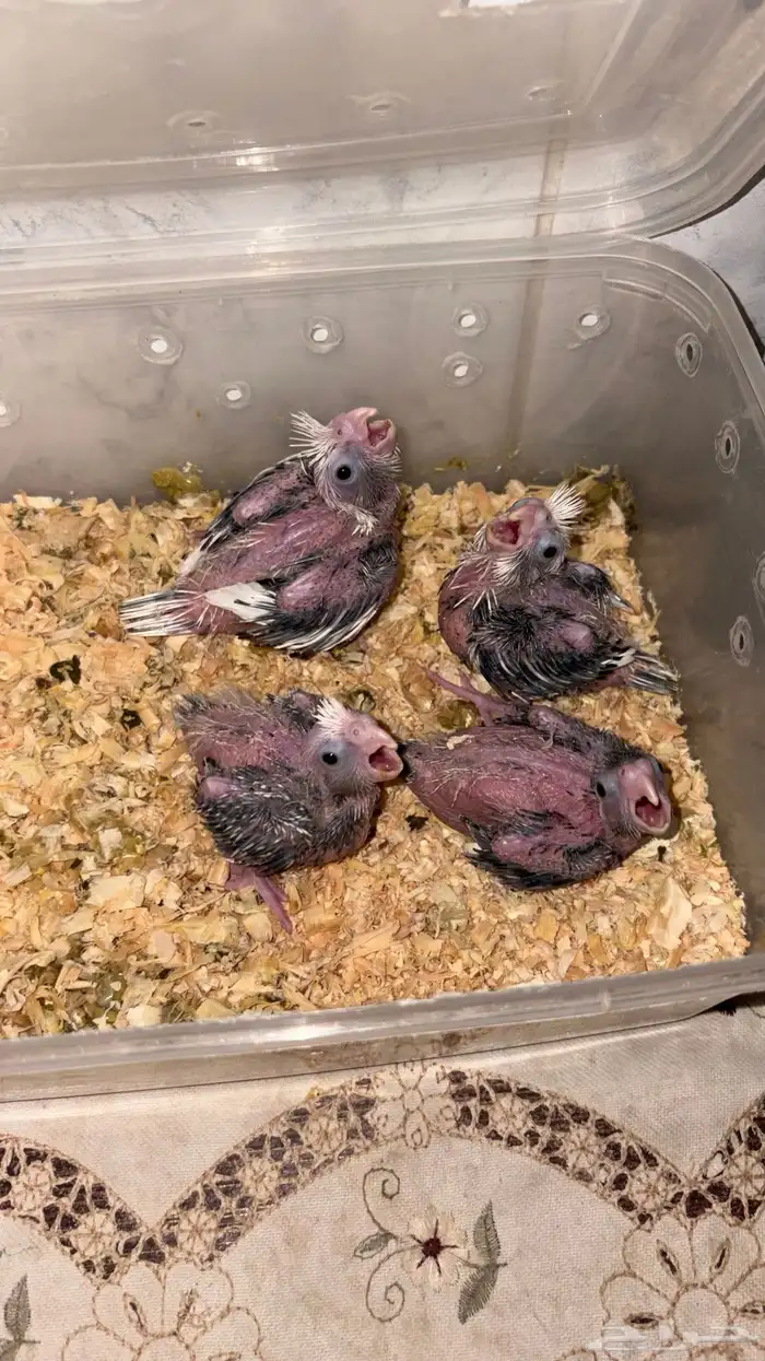 زوج كروان هولندي   البينو مع فروخه 2