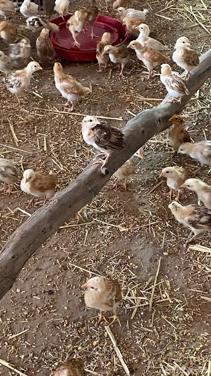 صيصان بلدي 3