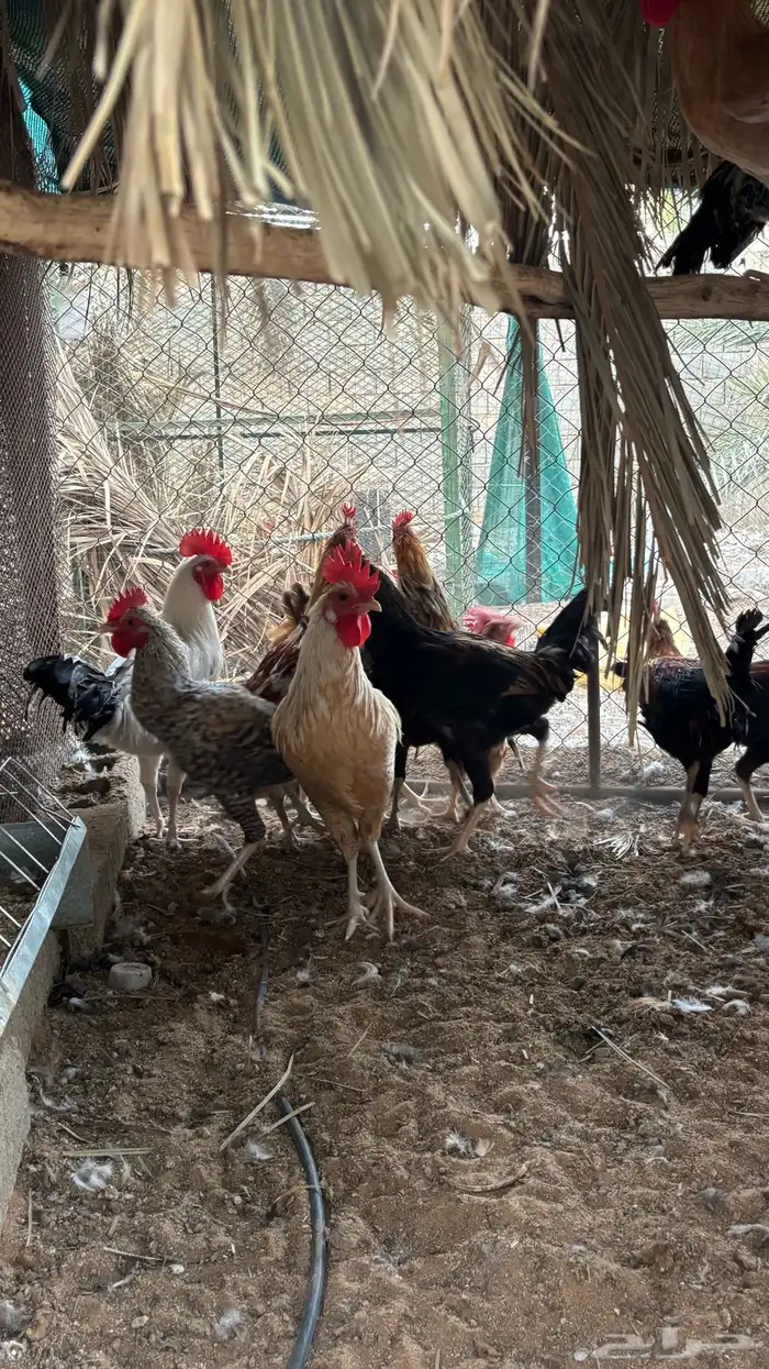 دجاج وديكه 5