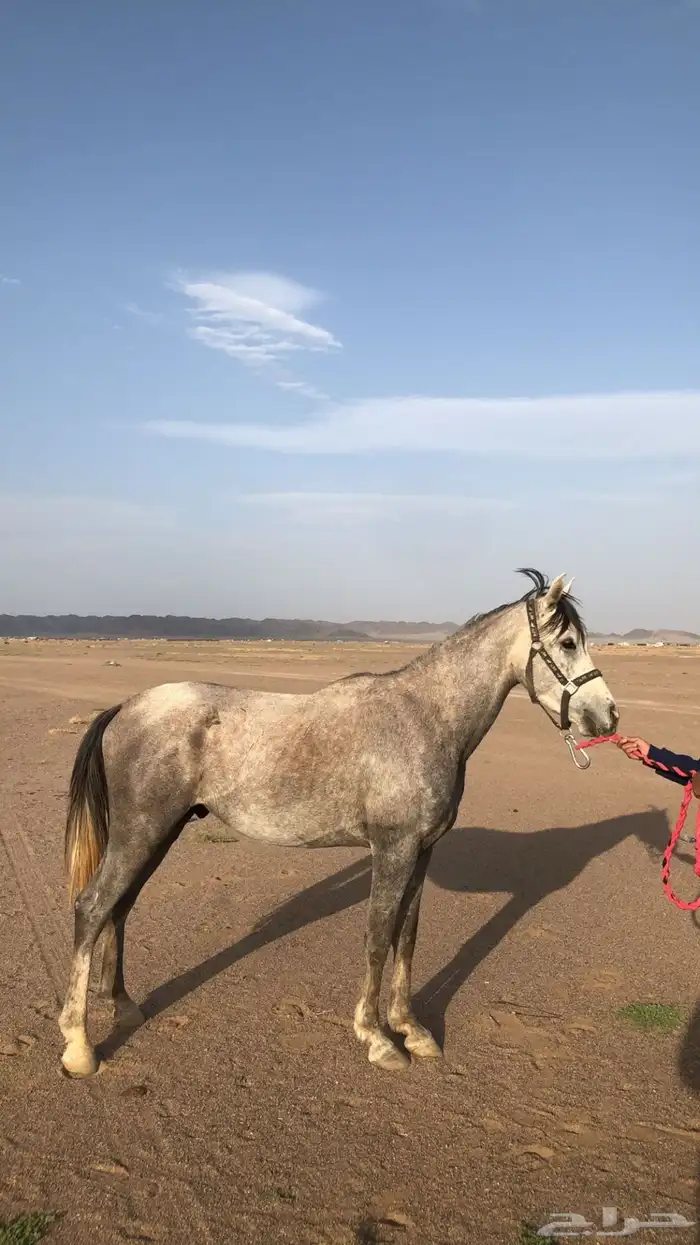 حصان للبيع العمر 4 سنوات 2
