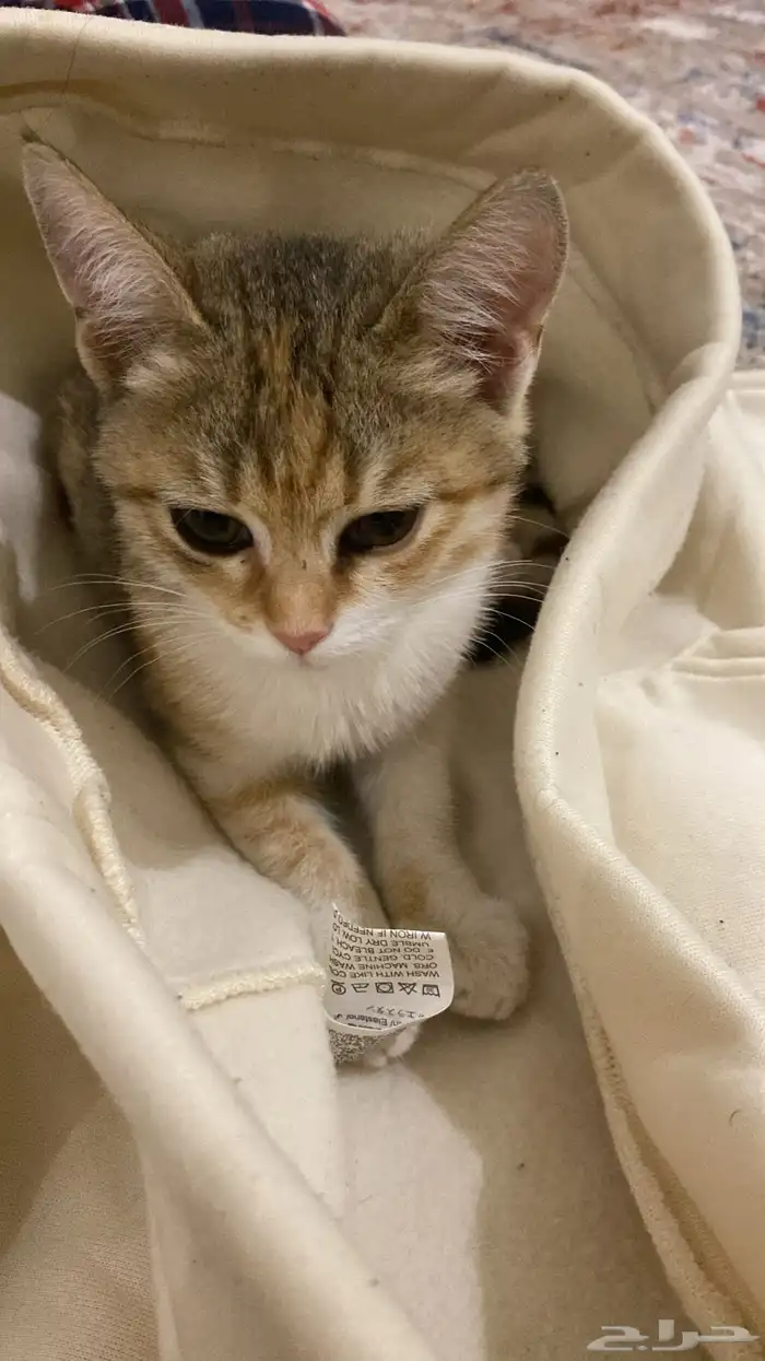 قطه هجين سكوتش شورت هير وبلدي صغيره عمرها شهرين حنونه مره 1