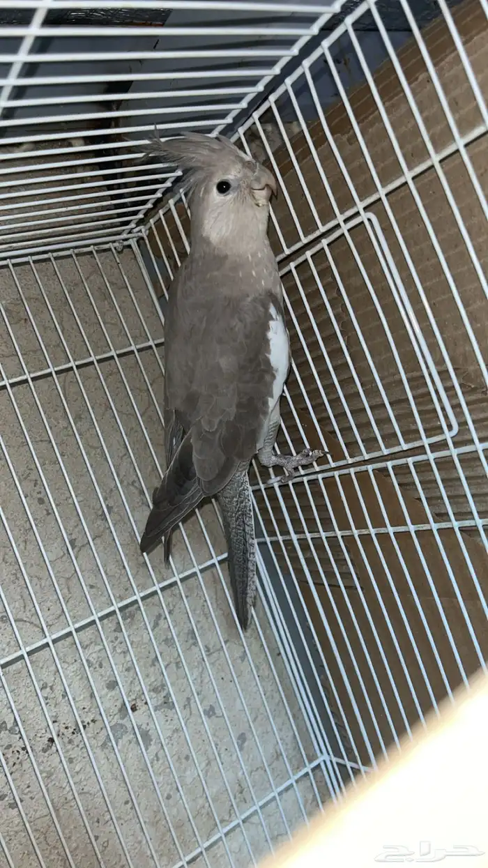 انثى كروان منتجه 1