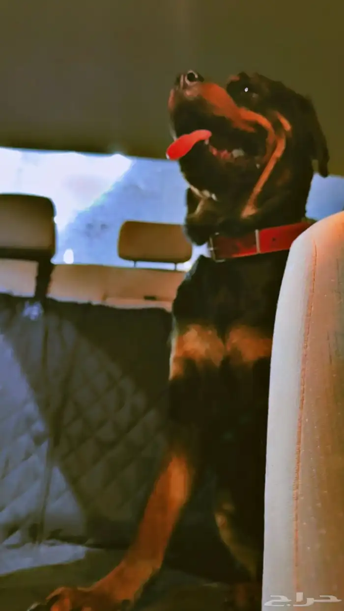 كلبة روت وايلر نثية شرط منتجة 5