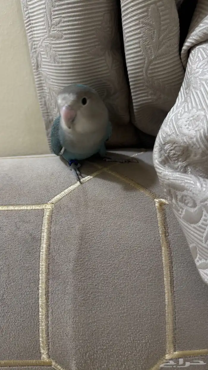 للبيع روز انثى اليفه 0