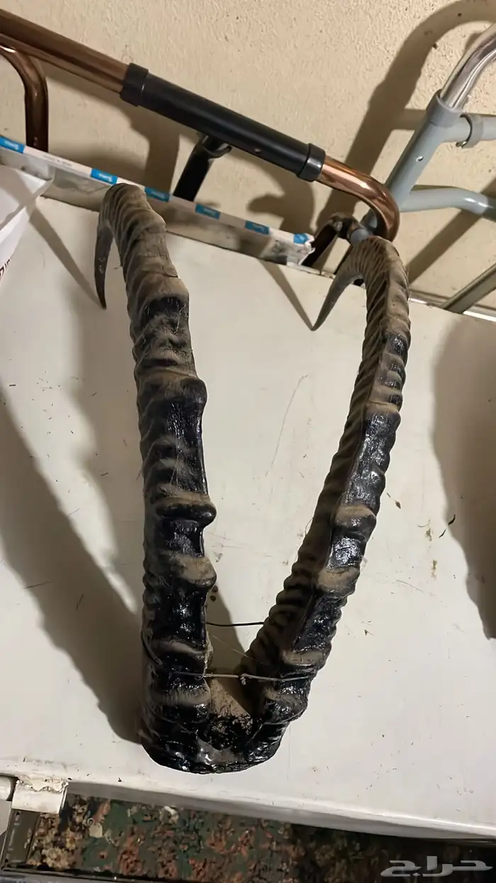 قرون وعل طبيعي 0